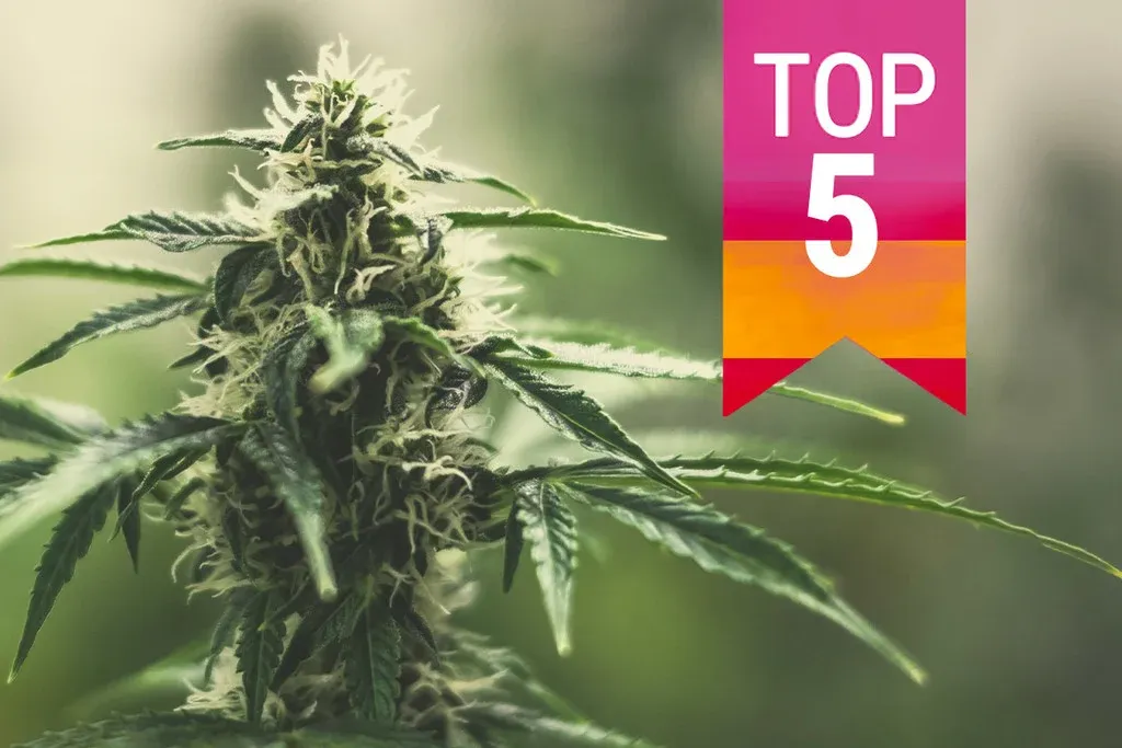 Cannabisblüte mit Top-Fünf-Banner