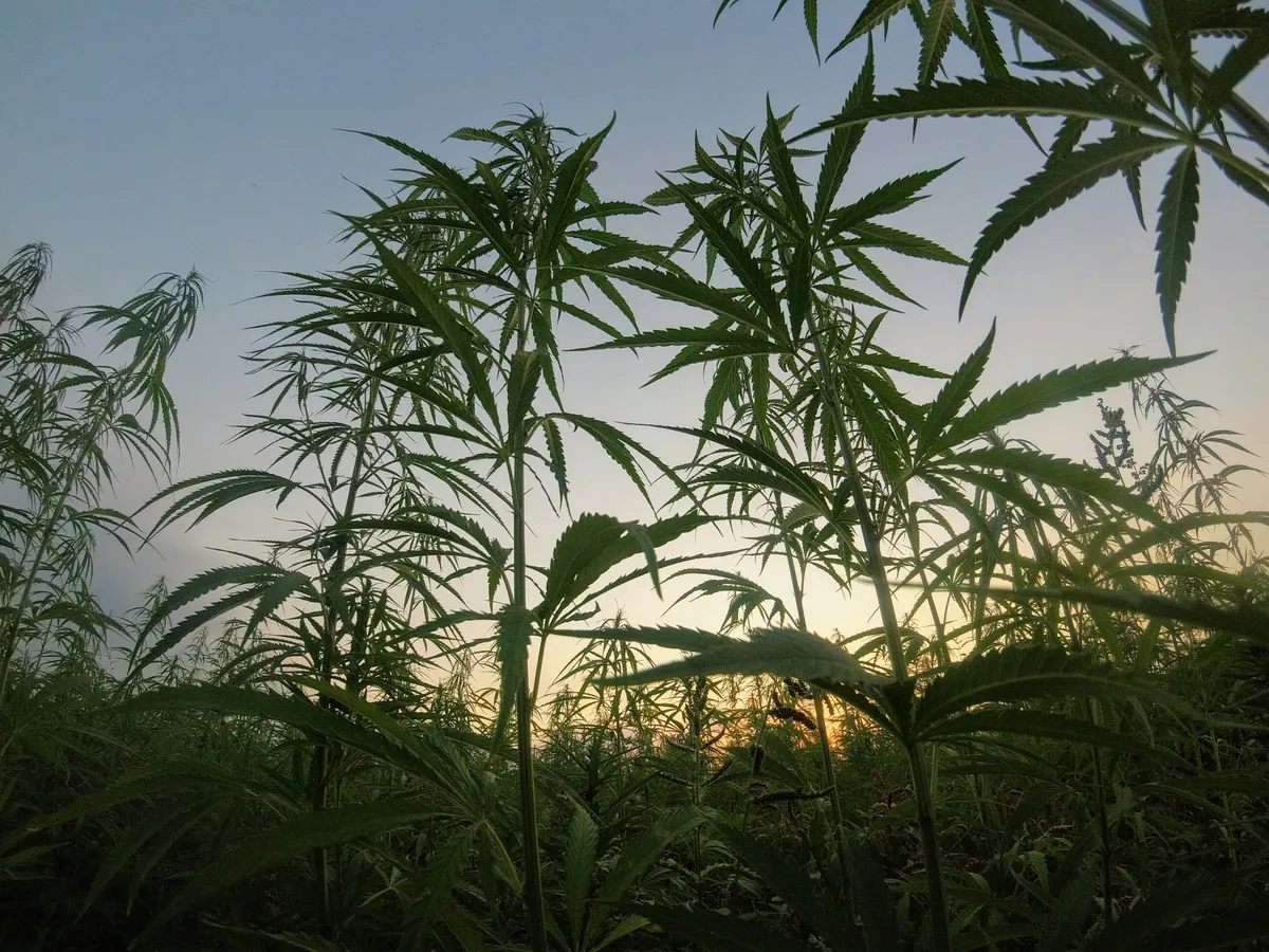Piante di cannabis in controluce sullo sfondo del cielo