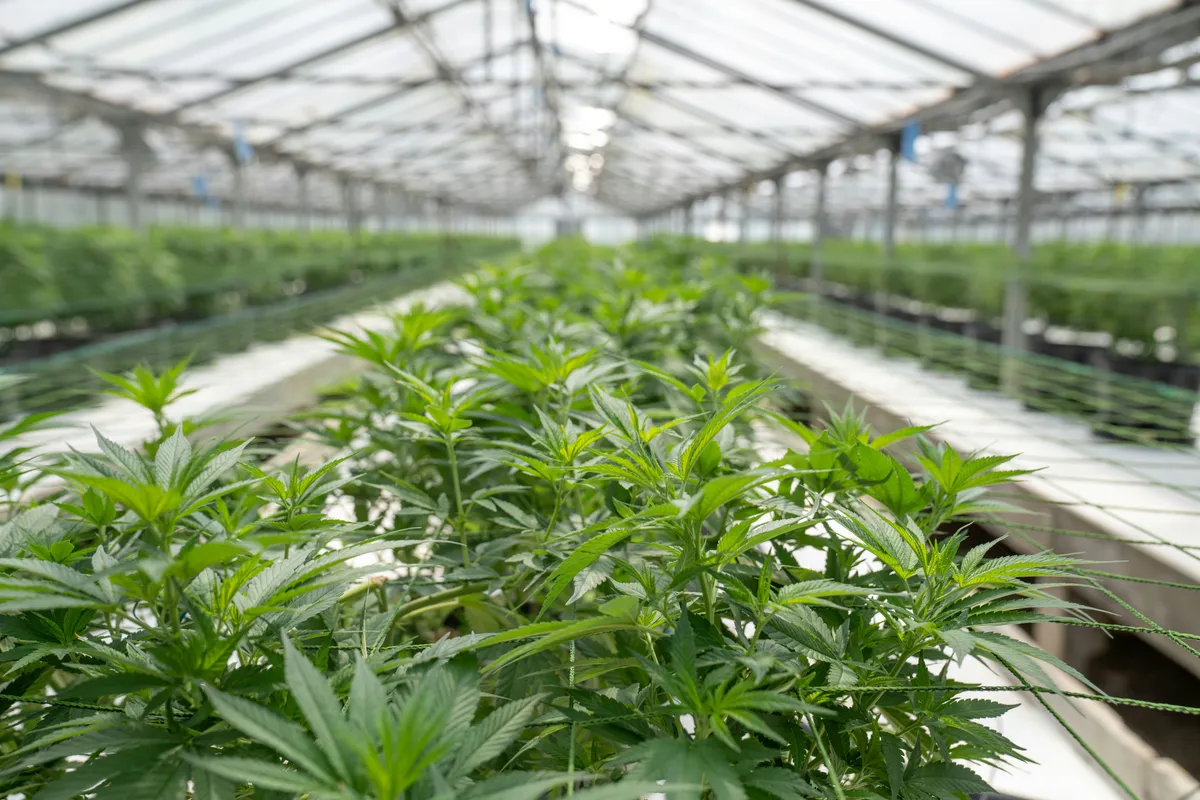 Reihen von Cannabispflanzen in einem Gewächshaus
